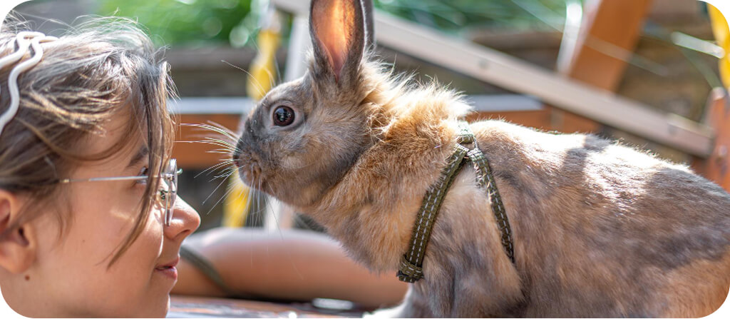 Kit-valasszak-nyuszi