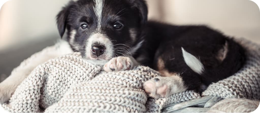 Segitseg-kolyokkutya-erkezett